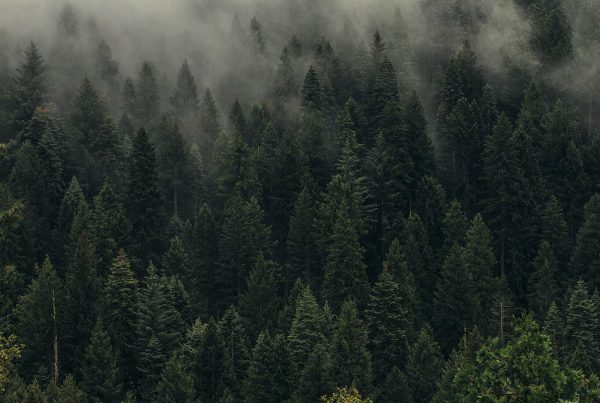 Responsabilità ambientale o ambientalismo