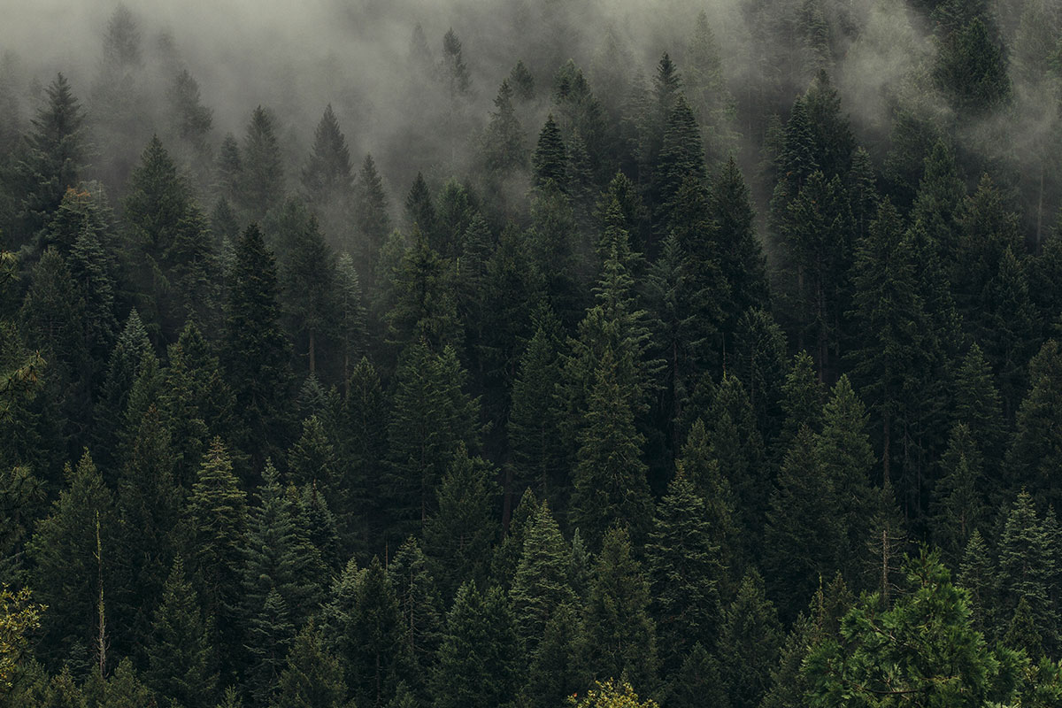 Responsabilità ambientale o ambientalismo
