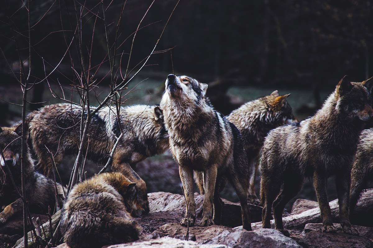 Vita da lupi - anteprima post