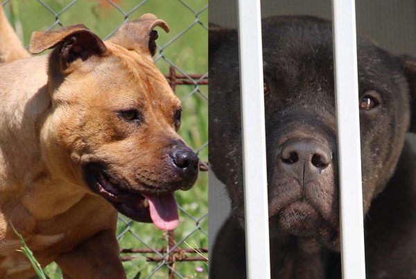 Contro il combattimento tra cani. Cosa fare? - immagine anteprima post